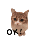 通りすがりの猫達②（個別スタンプ：13）