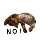 通りすがりの猫達②（個別スタンプ：14）
