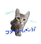 通りすがりの猫達②（個別スタンプ：15）