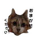 通りすがりの猫達②（個別スタンプ：16）