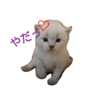 通りすがりの猫達②（個別スタンプ：17）