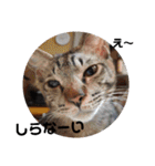 通りすがりの猫達②（個別スタンプ：18）