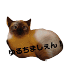 通りすがりの猫達②（個別スタンプ：19）