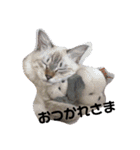通りすがりの猫達②（個別スタンプ：20）