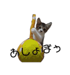 通りすがりの猫達②（個別スタンプ：25）