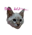 通りすがりの猫達②（個別スタンプ：28）