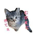 通りすがりの猫達②（個別スタンプ：29）