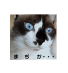 通りすがりの猫達②（個別スタンプ：30）