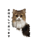 通りすがりの猫達②（個別スタンプ：31）