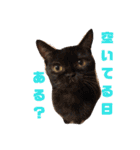 通りすがりの猫達②（個別スタンプ：32）
