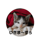 通りすがりの猫達②（個別スタンプ：33）
