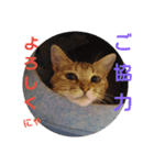 通りすがりの猫達②（個別スタンプ：34）