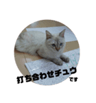 通りすがりの猫達②（個別スタンプ：35）
