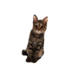 通りすがりの猫達②（個別スタンプ：37）