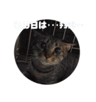 通りすがりの猫達②（個別スタンプ：38）
