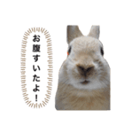 うさぎの麦くん（個別スタンプ：5）