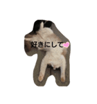 ラグドール キャッツ Ragdoll cat's.（個別スタンプ：1）