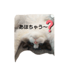 ラグドール キャッツ Ragdoll cat's.（個別スタンプ：2）