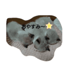 ラグドール キャッツ Ragdoll cat's.（個別スタンプ：3）