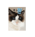 ラグドール キャッツ Ragdoll cat's.（個別スタンプ：4）