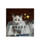 ラグドール キャッツ Ragdoll cat's.（個別スタンプ：5）
