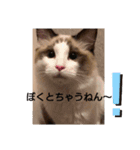 ラグドール キャッツ Ragdoll cat's.（個別スタンプ：6）