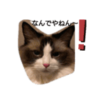 ラグドール キャッツ Ragdoll cat's.（個別スタンプ：7）