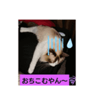 ラグドール キャッツ Ragdoll cat's.（個別スタンプ：11）