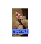 ラグドール キャッツ Ragdoll cat's.（個別スタンプ：12）