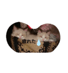 ラグドール キャッツ Ragdoll cat's.（個別スタンプ：13）