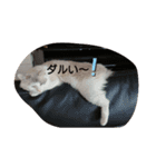 ラグドール キャッツ Ragdoll cat's.（個別スタンプ：15）