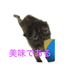 兄妹猫のこんぶともずく 子猫編（個別スタンプ：2）