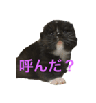 兄妹猫のこんぶともずく 子猫編（個別スタンプ：3）