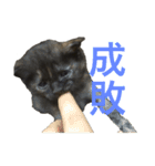 兄妹猫のこんぶともずく 子猫編（個別スタンプ：4）