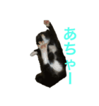 兄妹猫のこんぶともずく 子猫編（個別スタンプ：5）