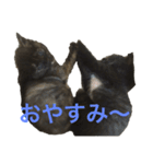 兄妹猫のこんぶともずく 子猫編（個別スタンプ：6）