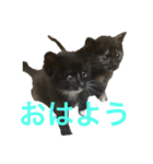 兄妹猫のこんぶともずく 子猫編（個別スタンプ：7）