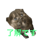 兄妹猫のこんぶともずく 子猫編（個別スタンプ：8）
