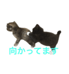兄妹猫のこんぶともずく 子猫編（個別スタンプ：9）