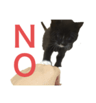 兄妹猫のこんぶともずく 子猫編（個別スタンプ：10）
