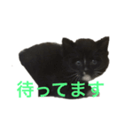 兄妹猫のこんぶともずく 子猫編（個別スタンプ：11）