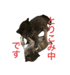 兄妹猫のこんぶともずく 子猫編（個別スタンプ：13）