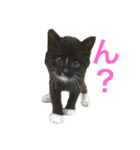 兄妹猫のこんぶともずく 子猫編（個別スタンプ：14）
