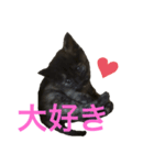 兄妹猫のこんぶともずく 子猫編（個別スタンプ：15）