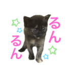兄妹猫のこんぶともずく 子猫編（個別スタンプ：16）