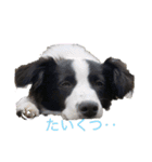きらそら ボーダーコリー（個別スタンプ：1）