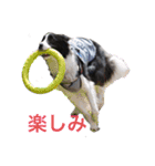 きらそら ボーダーコリー（個別スタンプ：3）