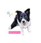 きらそら ボーダーコリー（個別スタンプ：6）