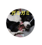 きらそら ボーダーコリー（個別スタンプ：9）