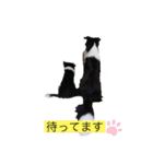 きらそら ボーダーコリー（個別スタンプ：10）
